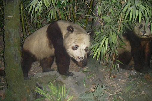 l呆萌黑熊猫拒绝洗澡饲养员泪奔