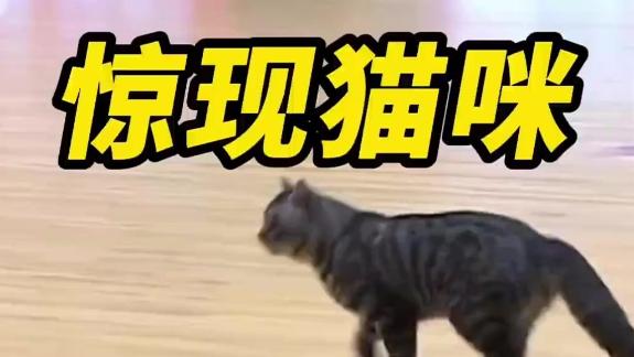  下快攻中？广东大战四川期间突然跑出一只小猫