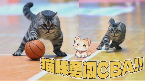 小猫勇闯CBA！四川：场馆流浪猫误入 将妥善安置