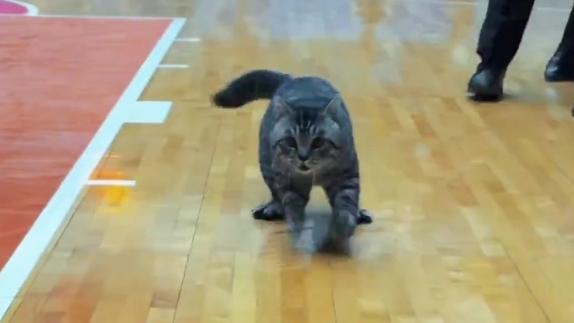 还有后续！专业抓猫团队“围堵”四川主场小狸花