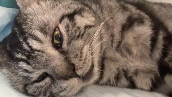  “嫌犯”已落网！四川误闯CBA场地小猫被捕获